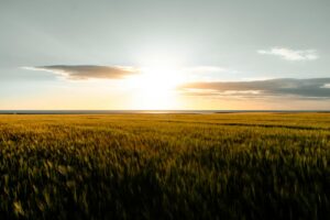 Wide shot of a golden field under a bright sunrise in Scotland, UK.